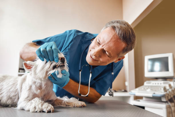 Best Dentist for Dental Trauma  in Gambrills, MD